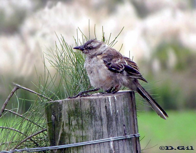 CALANDRIA COMÚN (Mimus saturninus)  - (Juvenil) Campo en Progreso-CANELONES (Marzo 2010)